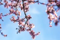 Kaboompics - Curved Pink Blossom Branch Isolated Against Blue Sky with Soft Bokeh