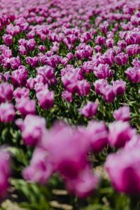 Kaboompics - Tall Purple Tulip Stems in Springtime Foliage