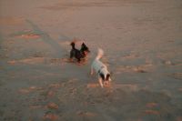 Kaboompics - Two Small Dogs Playing on the Beach at Sunset