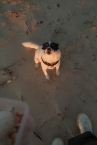 Kaboompics - Black and White Small Dog Looking Up on Sandy Beach at Golden Hour