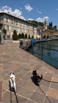 Kaboompics - Two Small Dogs Walking Through A Historic Italian Lakeside Town