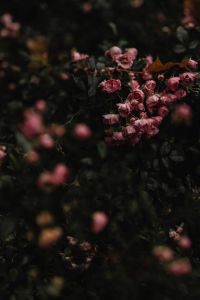 Kaboompics - Close Up of Pink Flowers in a Dark Autumn Garden