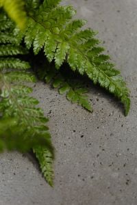 Kaboompics - Green Fern Branch Against a Neutral Concrete Background