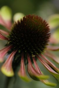 Kaboompics - Pink Coneflower Petals and Seed Head in Natural Light