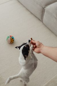 Kaboompics - White Dog Reaching Toward an Owner Beside the Sofa