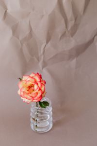 Kaboompics - Close-Up Coral Rose in Bubble Glass Vase on Textured Paper
