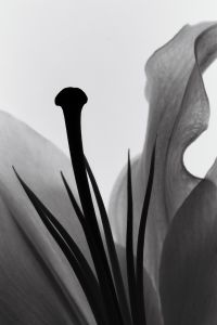 Kaboompics - Layered Translucent Petals Black And White Botanical Background