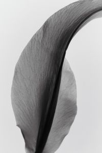 Kaboompics - Single Backlit Translucent Flower Petal for a Black and White Botanical Background