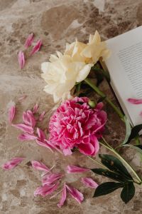 Kaboompics - Pink and Cream Flower Flat Lay with Open Book and Petals