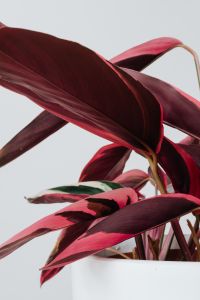 Kaboompics - Colorful Calathea Triostar Indoor Plant With Striped Leaves