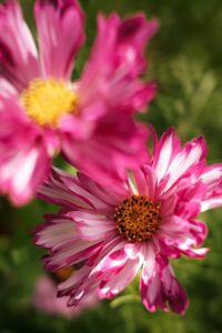 Kaboompics - Pink and White Cosmos Flower Close-Up