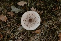 Kaboompics - Top View of White Mushroom in Grass