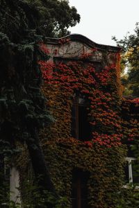 Kaboompics - Historic Building Facade Covered with Red Autumn Ivy