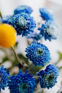Kaboompics - Close-Up Blue Chrysanthemums with Yellow Craspedia and Floral Bokeh
