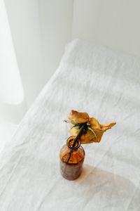 Kaboompics - Single Dried Yellow Rose in Amber Glass for Autumn Botanical Backgrounds