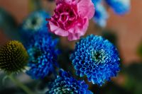 Kaboompics - Close-Up Blue Chrysanthemum Flowers with Pink Carnation and Craspedia