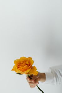 Kaboompics - Side View of Orange Rose Held in Hand for Flower Shop Marketing