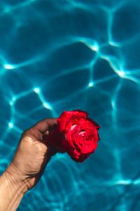 Kaboompics - Hand & fresh garden rose on the blue water of a swimming pool