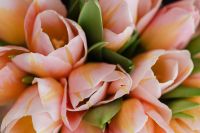 Kaboompics - Open Pastel Tulip Petals in Soft Light for Botanical Backgrounds and Editorial Layouts