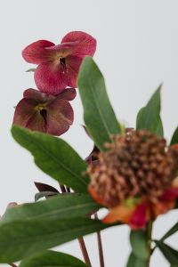 Kaboompics - Burgundy Hellebores with a Soft-Focus Protea Foreground