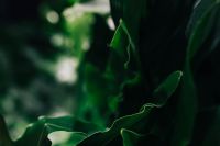 Kaboompics - Close-ups of green plant leaves