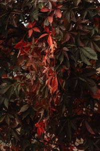 Kaboompics - Red Virginia Creeper Leaves on a Wall in Autumn