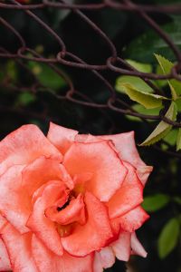 Kaboompics - Peach Rose with Wire Fence and Moody Garden Background