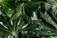 Kaboompics - Close-Up of Overlapping Aralia Leaves, Textured Green Foliage Background