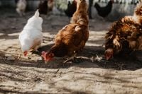 Kaboompics - Farm chicken eating seeds