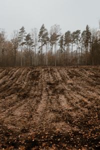 Kaboompics - The deforested forest