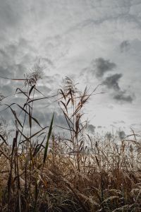 Kaboompics - Tall Reeds Silhouetted Against a Dramatic Cloudy Sky