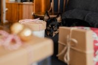 Kaboompics - Small Black Dog Peeking between Wrapped Christmas Gifts