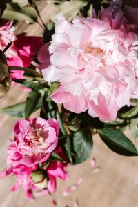 Kaboompics - Close-Up of Soft Pink Peony Blossoms and Green Leaves