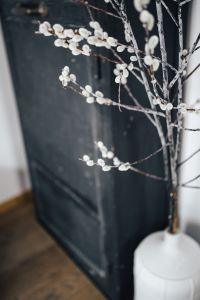 Kaboompics - Contemporary interior with catkins