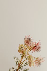 Kaboompics - Pale Blush Flower Stems with Copy Space, Minimal Beige Botanical Background