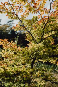 Kaboompics - Golden Leafy Tree Branches Against a Pale Autumn Sky