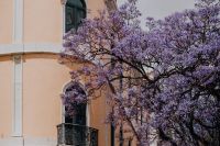Kaboompics - Wide Peach Lisbon Facade and Ornate Balcony Behind Purple Jacaranda Blossoms
