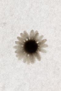 Kaboompics - Translucent Flower Paper Texture