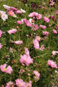 Kaboompics - Pink Cosmos Flowers Blooming in a Summer Meadow