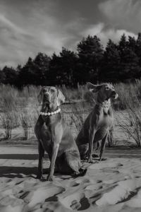 Canine Couture - Paws and Style