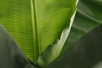 Kaboompics - Banana Green Leaf Backgrounds