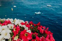 Kaboompics - Pink and White Petunias Beside the Blue Amalfi Coast Sea