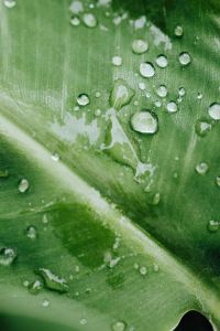Kaboompics - Close-Up Green Leaf Surface with Rain Drops