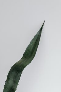 Kaboompics - Single Agave Leaf In Glass Vase On Black Stand With Soft Wall Shadows