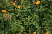 Kaboompics - Mint And Marigolds In Rain