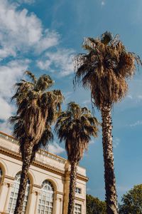 Kaboompics - Tall Palm Trees Beside Villa Comunale in Naples