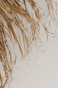 Kaboompics - Dried Grass Wall Hanging with a Curved Organic Shape