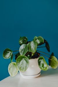 Kaboompics - A small Pilea plant in a white pot