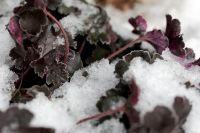 Kaboompics - Frosted Purple Heuchera Leaves in Fresh Snow, Botanical Winter Close-Up