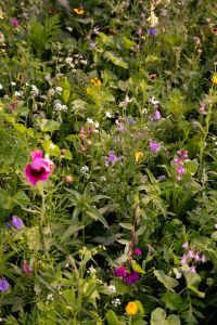 Kaboompics - Natural Wildflower Meadow Full of Summer Blooms